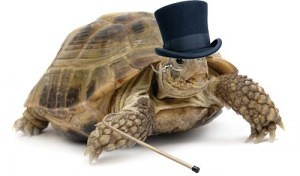 turtle with a tophat