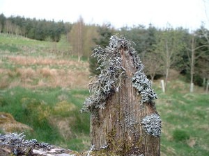 rotting fence lichen wood