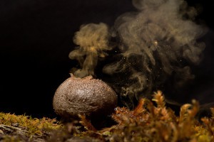 puffball fungi spore cloud